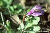 Mazus reptans flowers