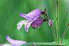 Penstemon smallii flowers