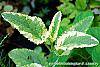 Scrophularia auriculata 'Variegata' leaves