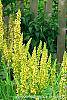 Verbascum chaixii flowers