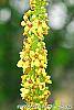 Verbascum chaixii flowers
