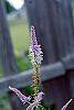 Veronica longifolia 'Fascination' flowers