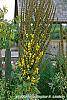 Verbascum olympicum flowers