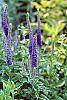 Veronica 'Sunny Border Blue' flowers