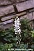Veronica spicata flowers
