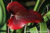 Smilax bona-nox fall color