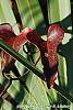 Smilax bona-nox fall color
