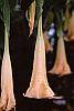 Brugmansia versicolor 'Peach Chandelier'