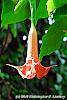 Brugmansia rosea flowers