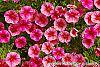 Calibrachoa 'Balcanrost' flowers
