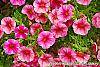 Calibrachoa 'Balcanrost' flowers