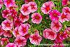 Calibrachoa 'Balcanrost' flowers