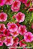Calibrachoa 'Balcanrost' flowers