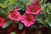 Calibrachoa 'Million Bells Cherry Pink'