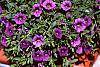 Calibrachoa 'Million Bells Purple'