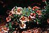 Calibrachoa 'Million Bells Terra Cotta' flowers