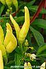 Capsicum annuum 'Chilly Chili' fruit