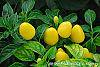 Capsicum annuum 'NuMex Memorial Day' fruit