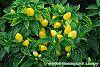 Capsicum annuum 'NuMex Memorial Day' fruit