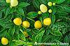 Capsicum annuum 'NuMex Memorial Day' fruit