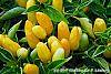 Capsicum annuum 'NuMex Summer Solstice' fruit