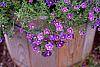 Nierembergia caerulea 'Purple Robe'