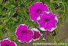 Petunia 'Calimero Princess' flowers