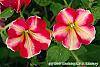 Petunia 'Cha-Ching Cherry' flowers