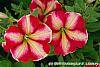 Petunia 'Cha-Ching Cherry' flowers