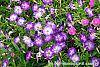 Petunia 'Flash Mob Bluerific' habit