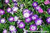 Petunia 'Flash Mob Bluerific' flowers