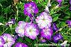 Petunia 'Flash Mob Bluerific' flowers