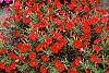 Petunia 'Fantasy Red'
