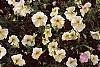 Petunia 'Prism Sunshine'
