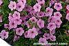 Petunia 'BHTUN6202' flowers