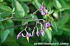 Solanum dulcamara flowers