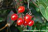 Solanum dulcamara fruit
