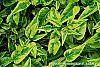 Solanum laxum 'Album Variegatum' leaves