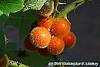 Solanum quitoense fruit
