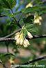 Staphylea trifolia flowers