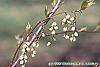 Stachyurus praecox flowers