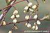 Stachyurus praecox flowers
