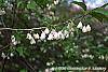 Halesia carolina flowers