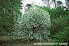Halesia diptera habit