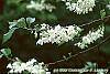 Halesia diptera flowers