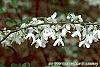 Halesia diptera flowers