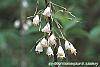 Halesia parviflora flowers