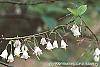 Halesia parviflora flowers