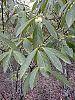 Symplocos tinctoria