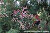 Tamarix ramosissima 'Summer Glow' flowers